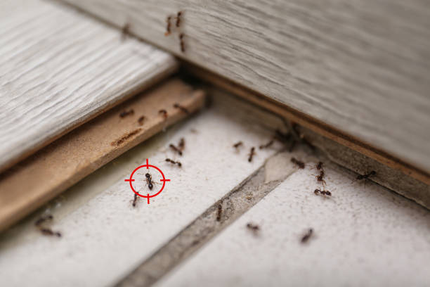 Best Pest Prevention Services  in Vivian, LA