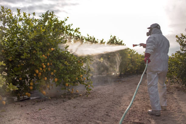 Trusted Vivian, LA Pest Control Experts