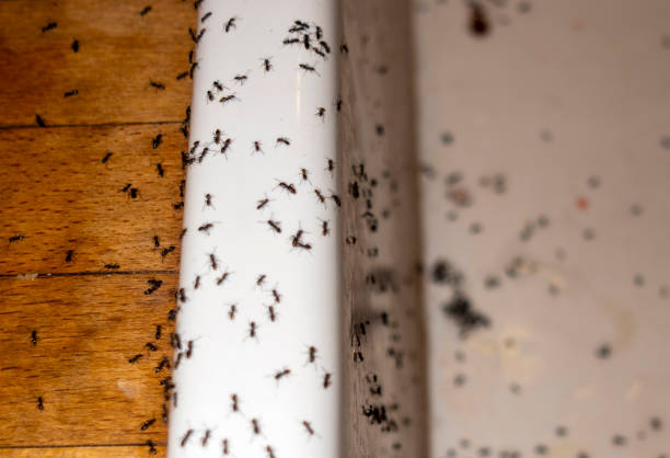 Pest Prevention Services in Vivian, LA