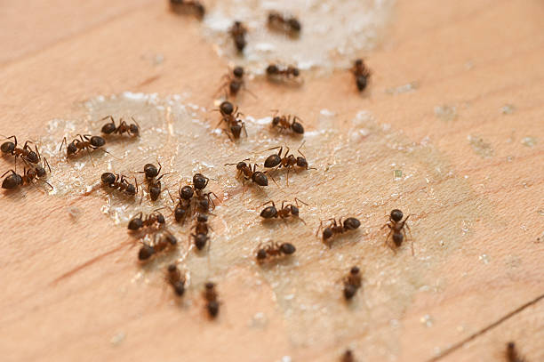 Wasp Removal Services in Vivian, LA