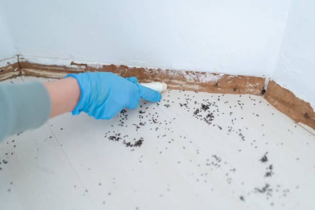 Best Cockroach Control Services  in Vivian, LA